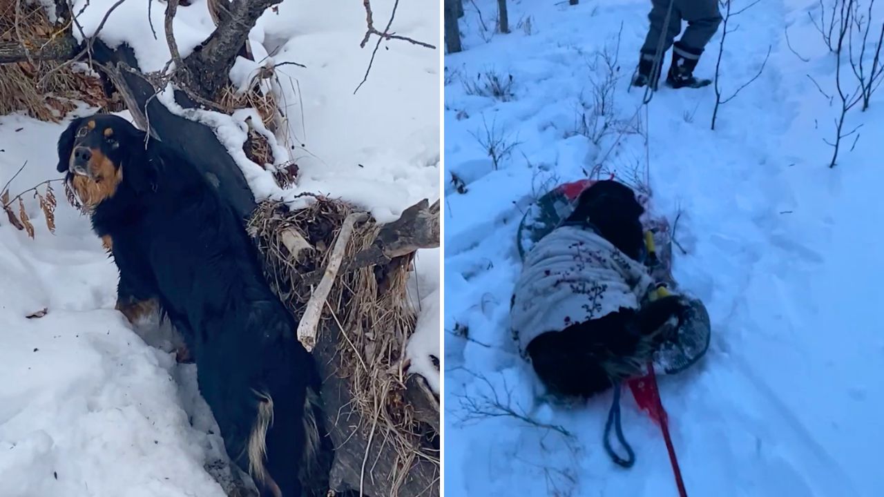 Hero Dog Leads Family To Rescue Frozen Dog Stranded In Creek