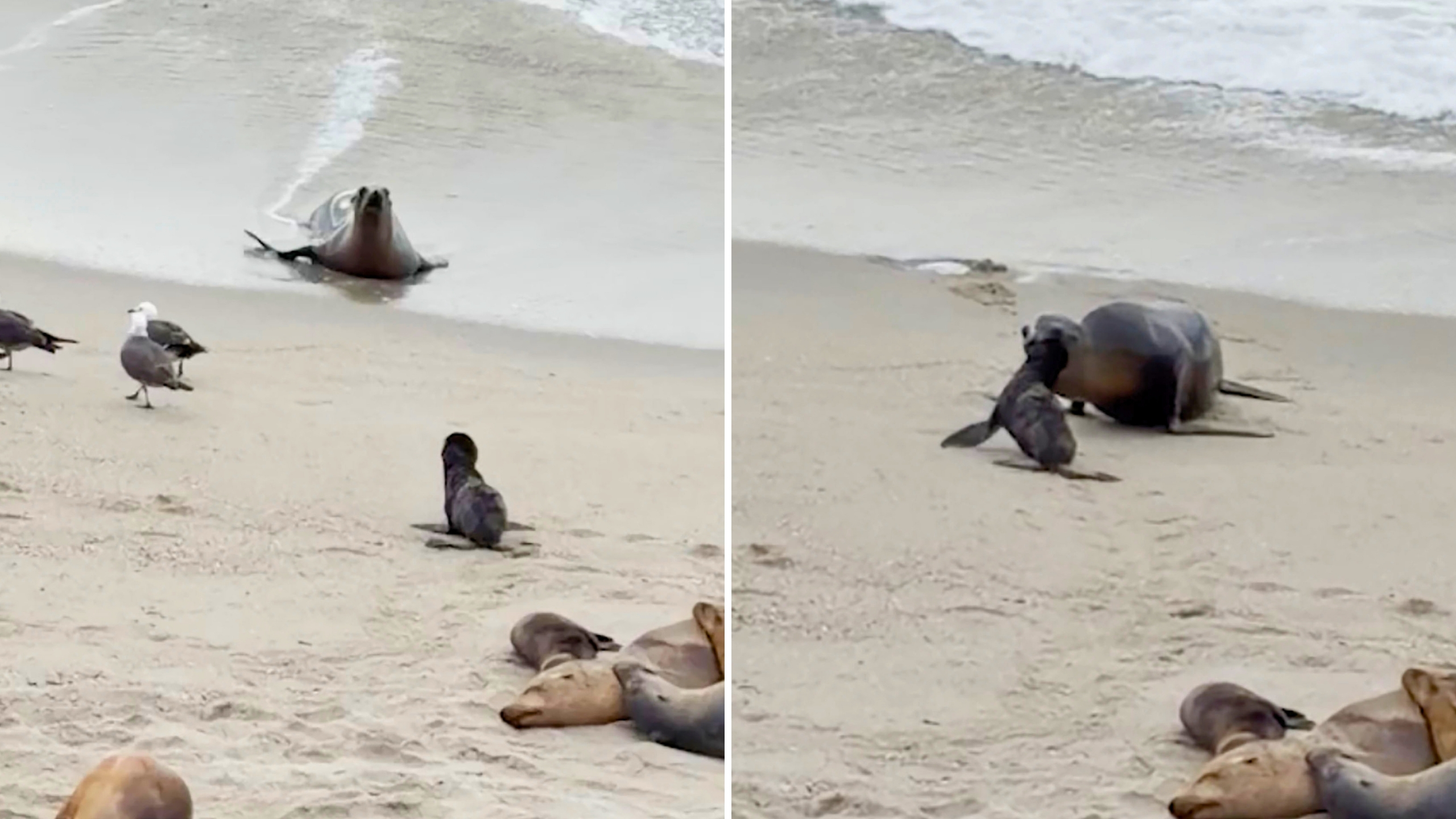 Excited Newborn Sea Lion Pup Reunites With Mom After Fishing Trip